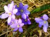 Resize of PICT0286.JPG