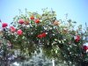 DSC00011.JPG