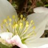 FrÃ¼hling 0177.jpg
