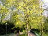 FrÃ¼hling 0184.JPG