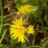 FrÃ¼hling 0187.JPG