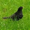 Amsel 0001.jpg