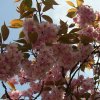 FrÃ¼hling 0203.JPG