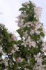 FrÃ¼hling 0207.JPG