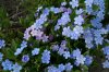 Resize of 20060507 010.jpg