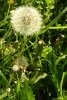 FrÃ¼hling 0215.jpg