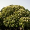 FrÃ¼hling 0217.JPG
