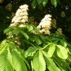 FrÃ¼hling 0225.JPG
