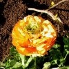 FrÃ¼hling 0232.JPG