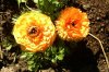 FrÃ¼hling 0235.JPG