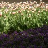 FrÃ¼hling 0238.JPG