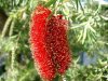 eine bottlebrush.JPG