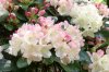 FrÃ¼hling 0249.JPG