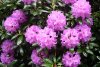 FrÃ¼hling 0256.JPG