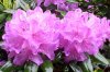 FrÃ¼hling 0258.JPG