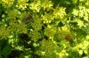 Blumenwiese 0002.jpg