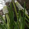 FrÃ¼hling 0275.JPG