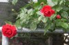 FrÃ¼hling 0282.JPG