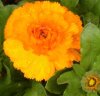 FrÃ¼hling 0293.JPG