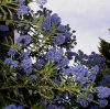 FrÃ¼hling 0298.JPG