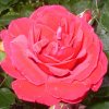 FrÃ¼hling 0309.JPG