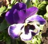 FrÃ¼hling 0325.JPG