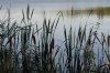 Reuschenberger See.JPG