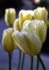 tulpenweissPICT0495.jpg