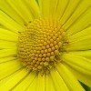 Doronicum 026 100X100.jpg