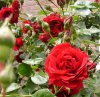 FrÃ¼hling 0339.JPG