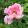 pfingstrose rosa.jpg