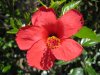 hibiskus.jpg