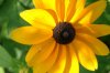 rudbeckia.jpg