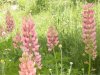 web. lupinen in st. ulrich.jpg