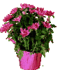 blumentopf pink.gif