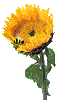 sunflower9.gif