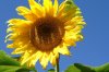 sonne29.08..jpg