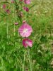 blumen_prariemalven.jpg
