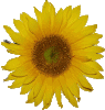 blumen-sonnenblume riesig.gif