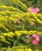 web.goldrute, phlox mit biene.jpg