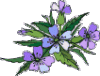 blaue kleine blÃ¼ten.gif
