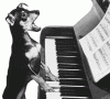 hund.gif