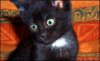 kitty.jpg