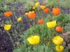 web. mohn.jpg
