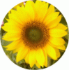 web. einzelne sonnenblume, runder ausschnitt.gif