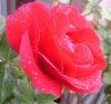 regenrose, groÃŸ.jpg
