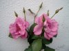 rosen 2 01.09.03.jpg