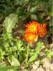 garten im september 001.jpg