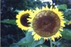herbst-sonnenblume.jpg