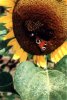 sonnenblume 3.jpg